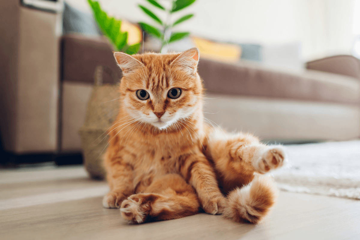 Ginger tabby cat sitting on a wooden floor in a bright living room.
